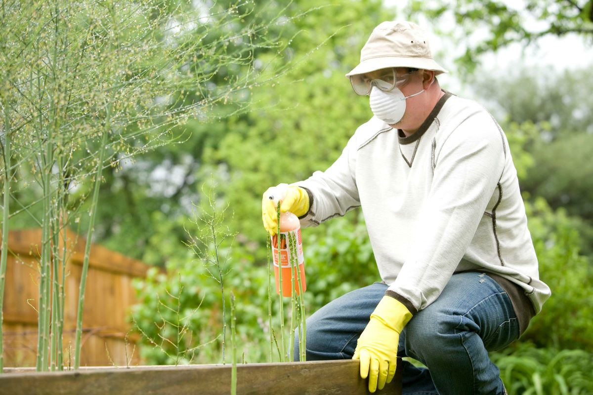 sydney pest inspections