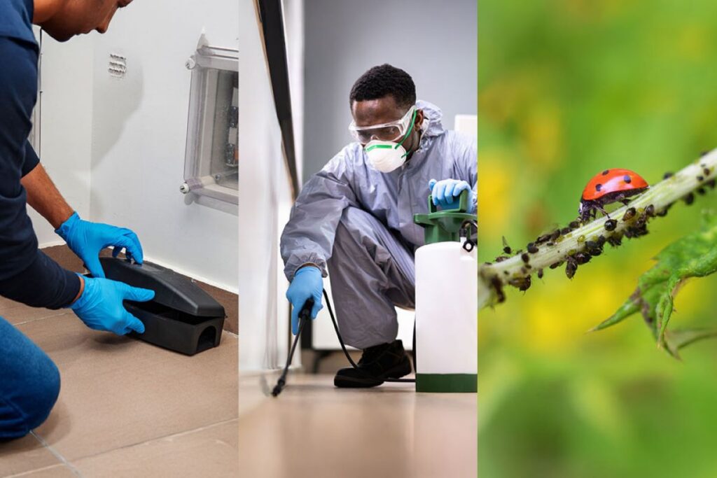 sydney pest inspections