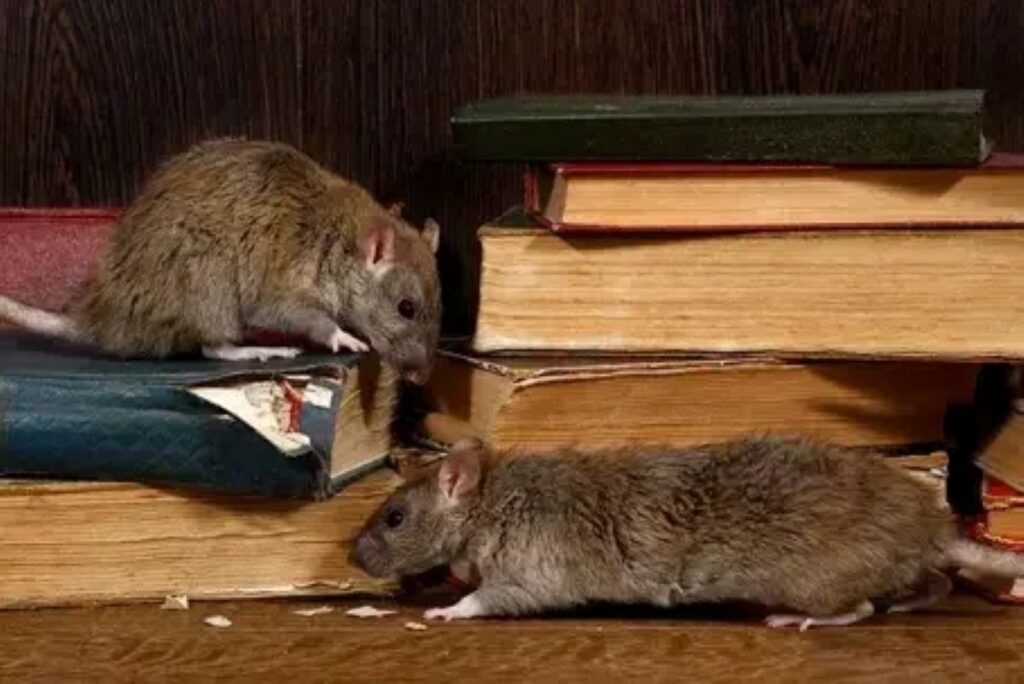 sydney rodent exterminator