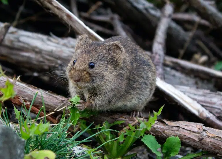 pest control blue mountains